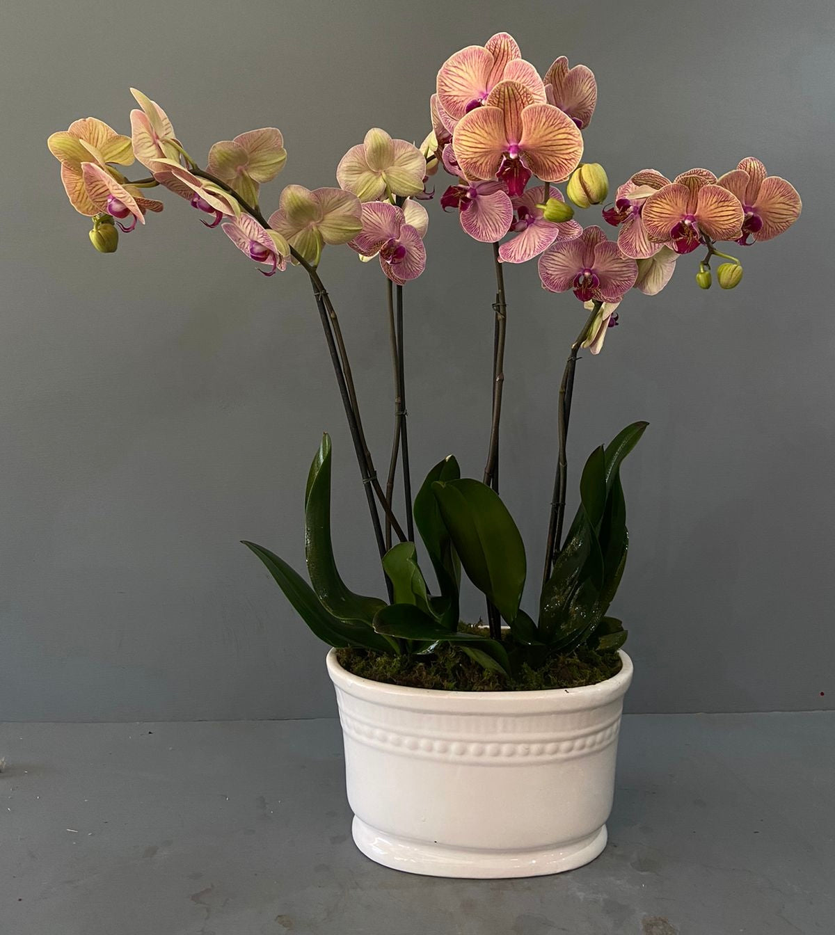 ORQUÍDEAS