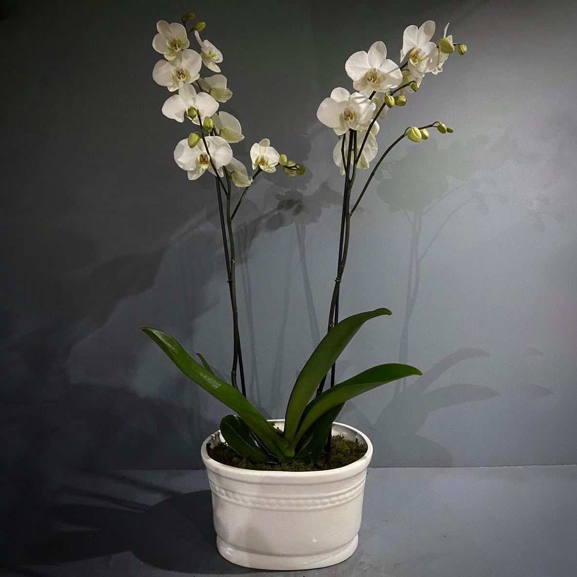Orquídea 2 tallos