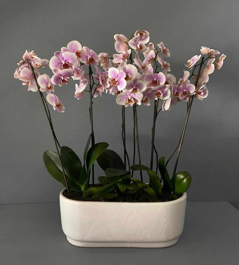 Orquídea Giverny rosa límited edition