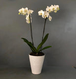 Orquídea 2 tallos