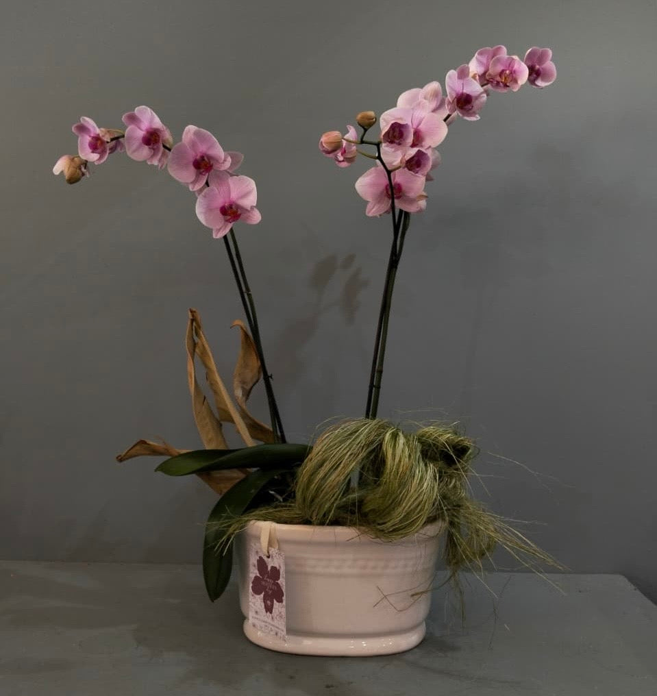 Orquídea María