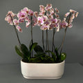 Orquídea 6  tallos  rosa limited edición