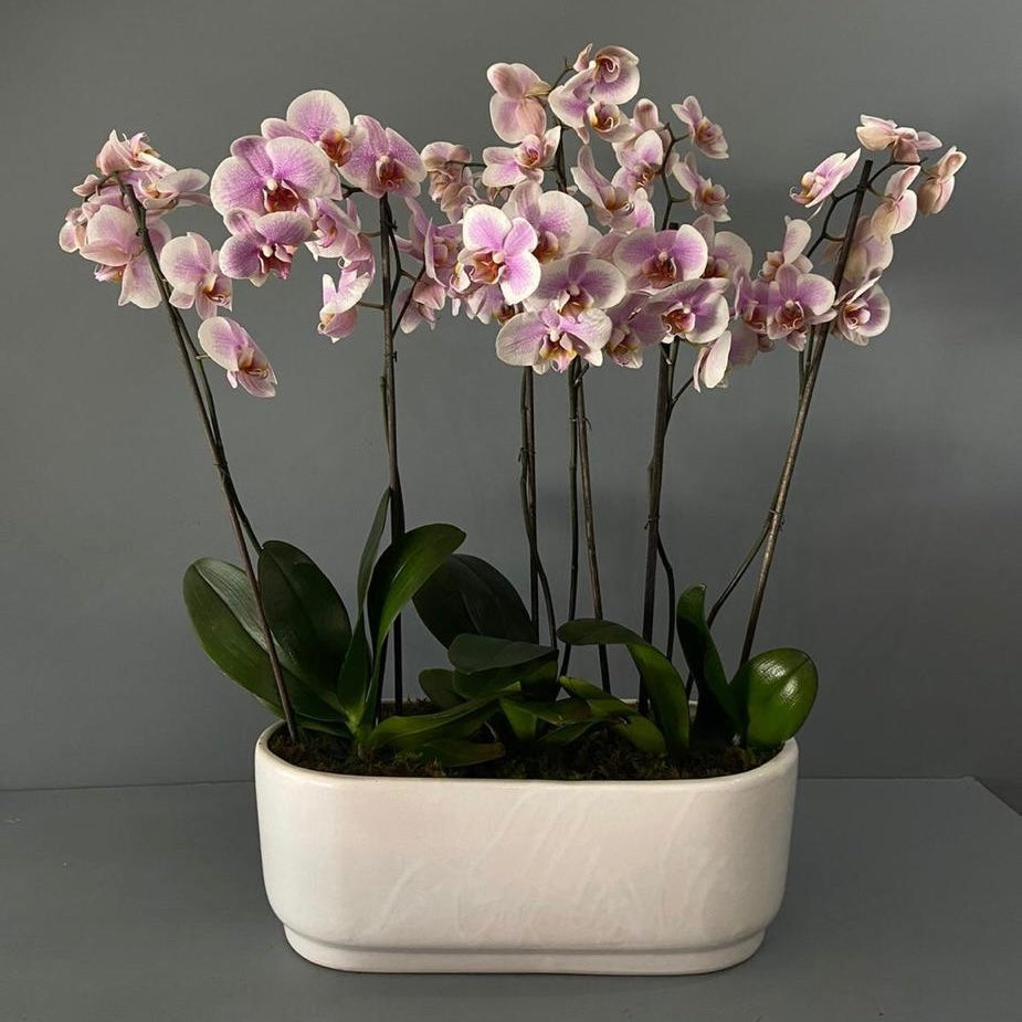 Orquídea 6  tallos  rosa limited edición