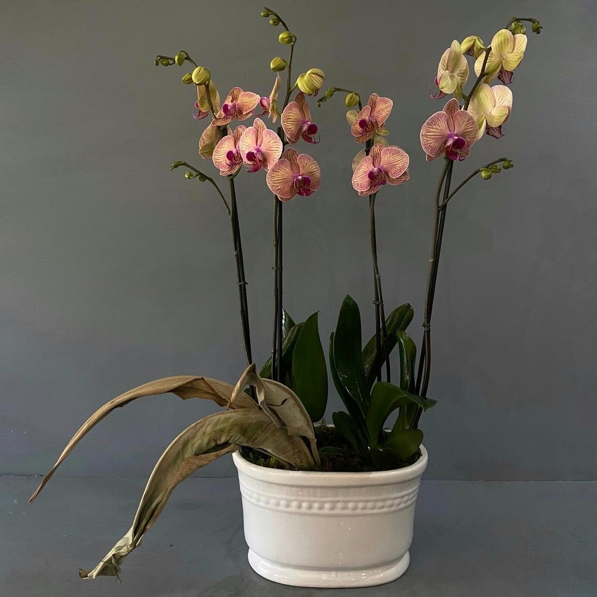 Orquídea 4 tallos en blanco, rosa o fiusha