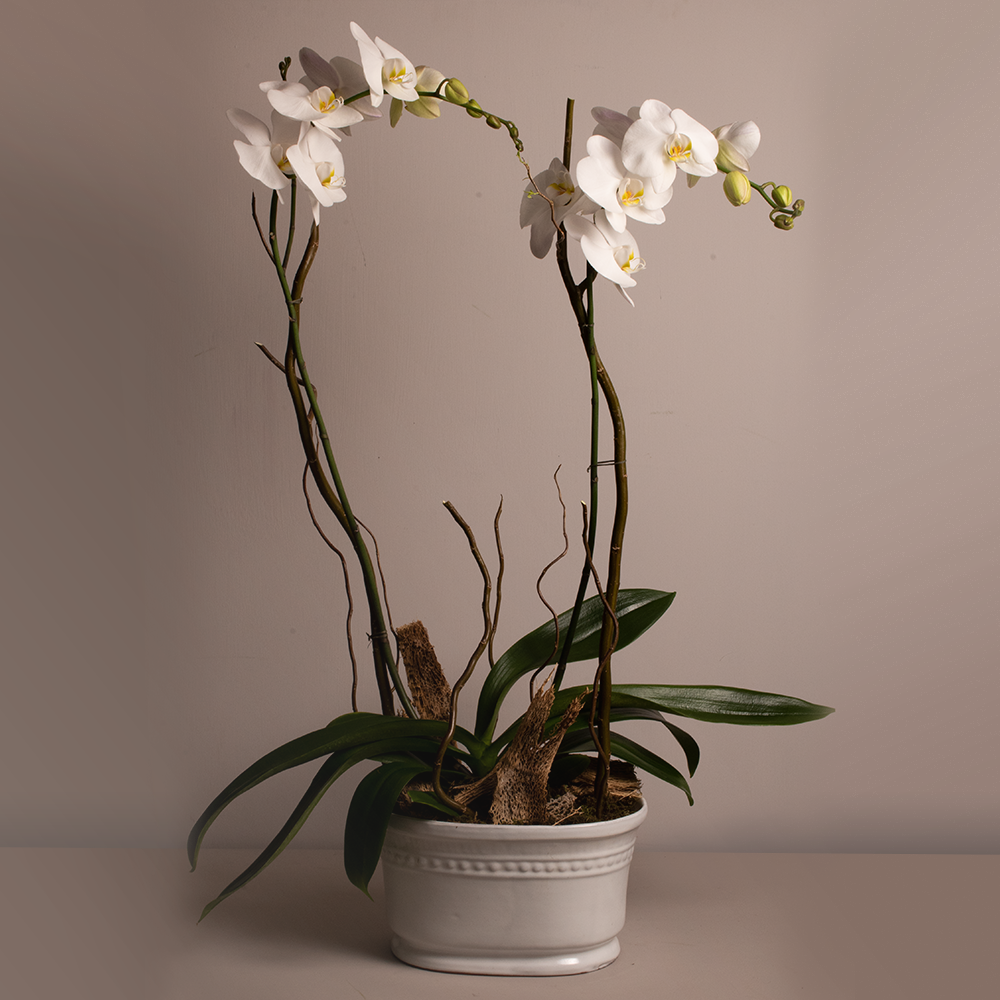 orquídea blanca dos tallos. A domicilio en CDMX.