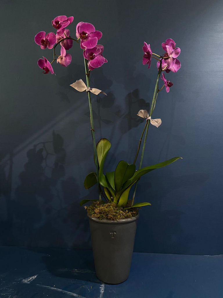 Orquídea Petaluma