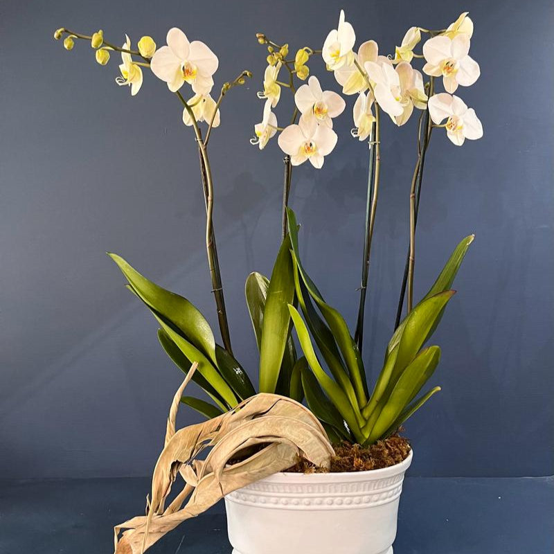 Orquídea 4 tallos Leonor