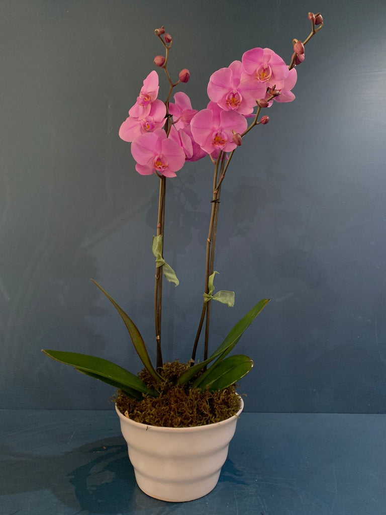 Orquídea fusia