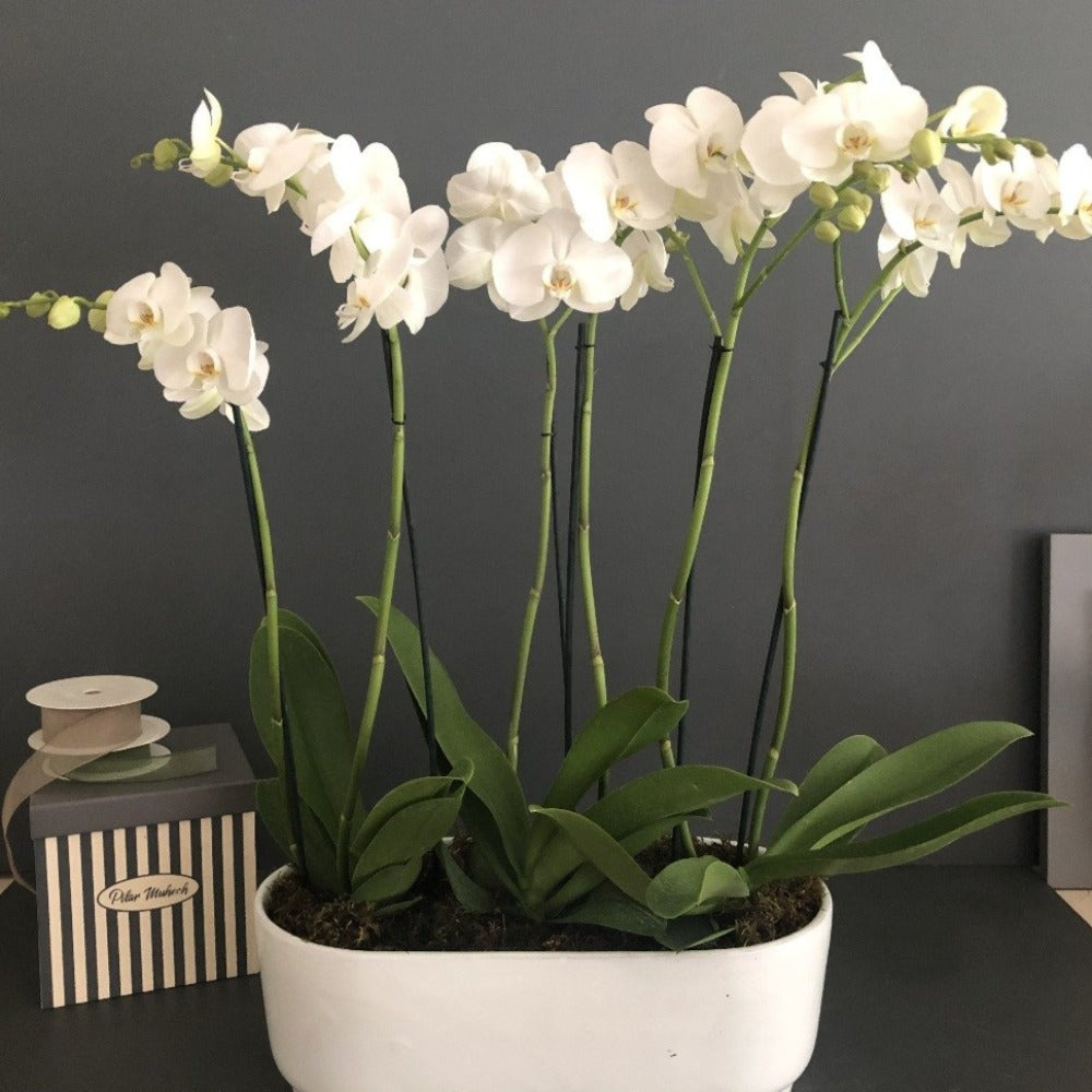 Orquidea Giverny Blanca