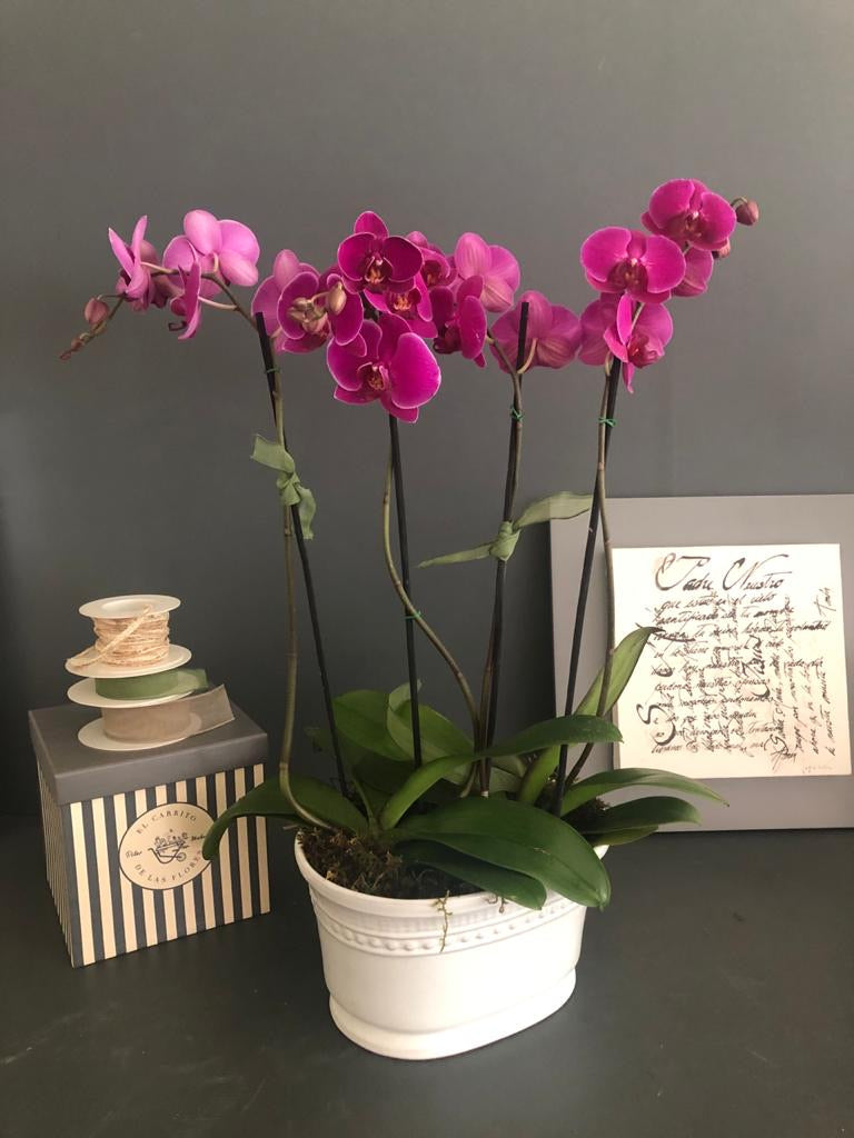 Orquídea Asis