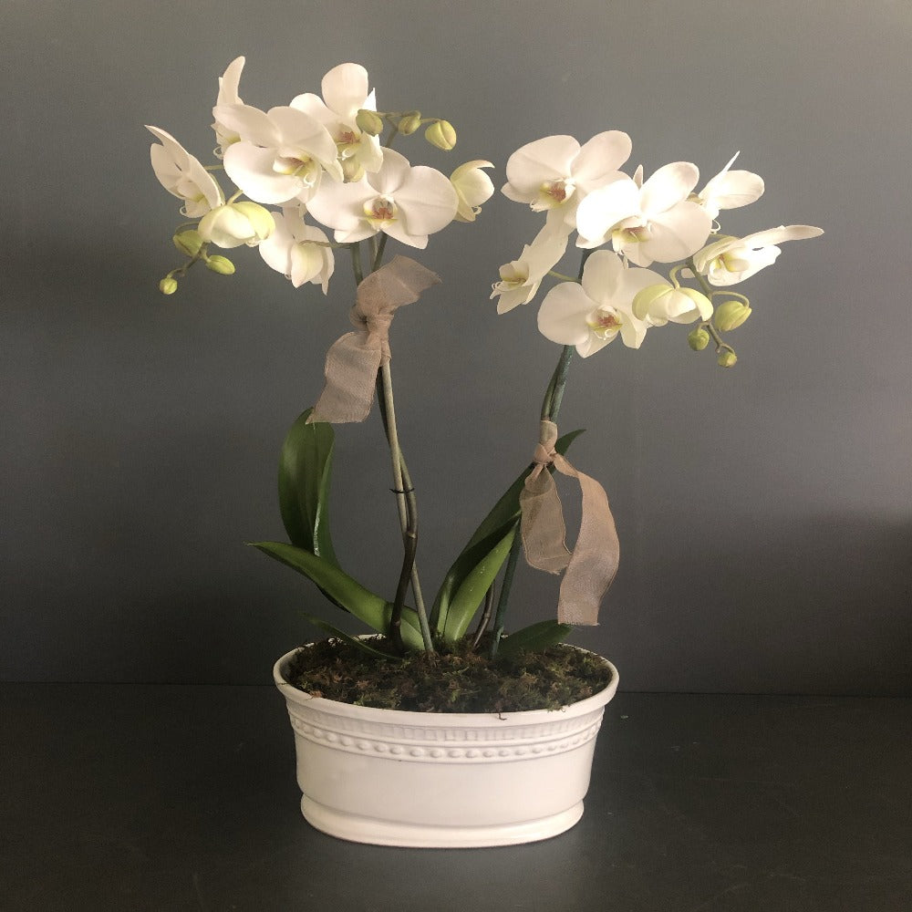 Orquídea Dinasty